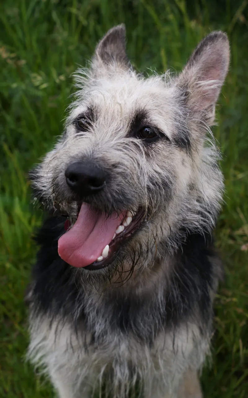 Ares