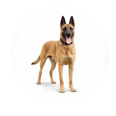 Ares