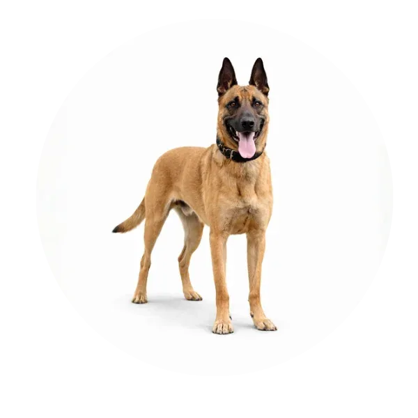Ares