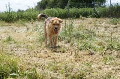 Brutus