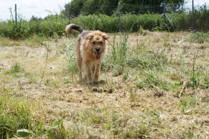 Brutus