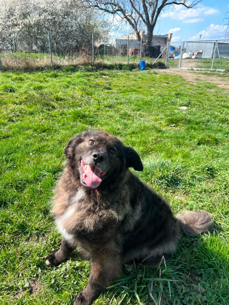 Grubi