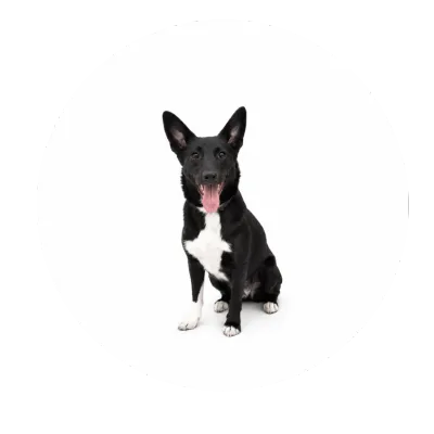 Fido