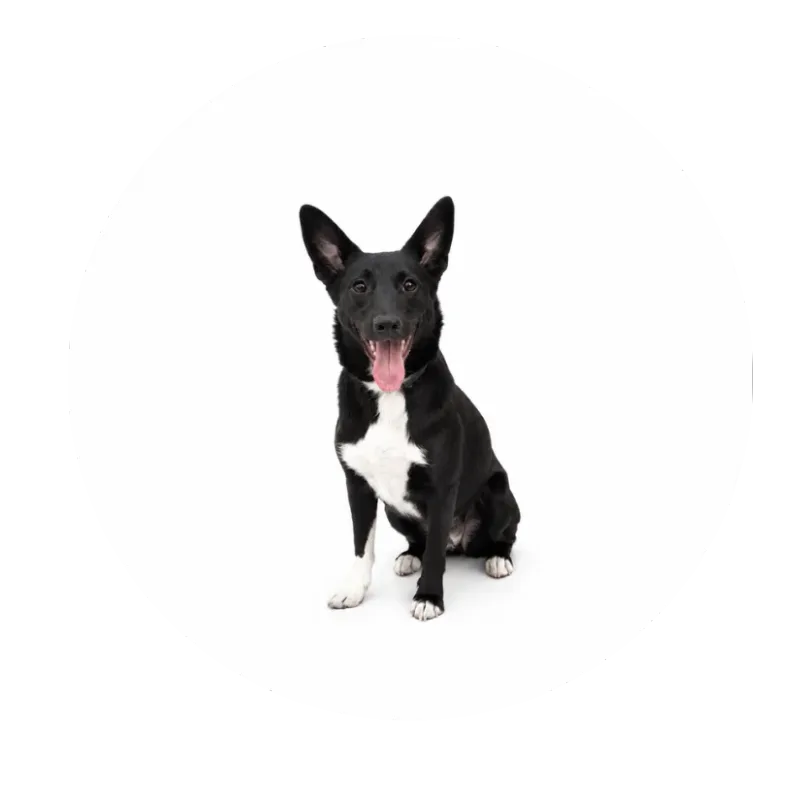 Fido