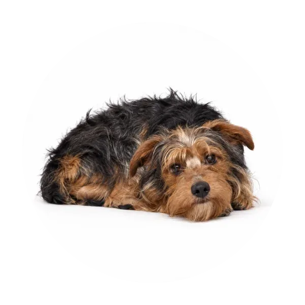 Flash