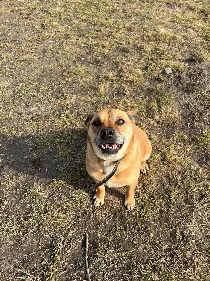 Kajla