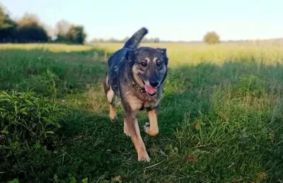 Kora