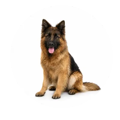Klara