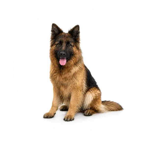 Klara