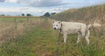Olaf