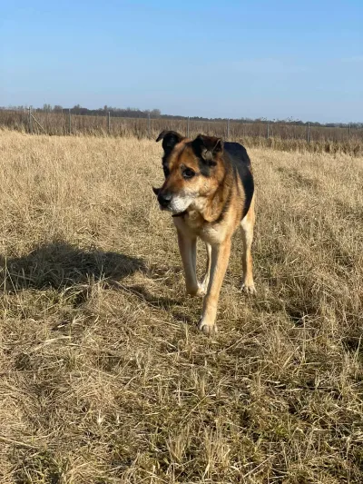 Oli