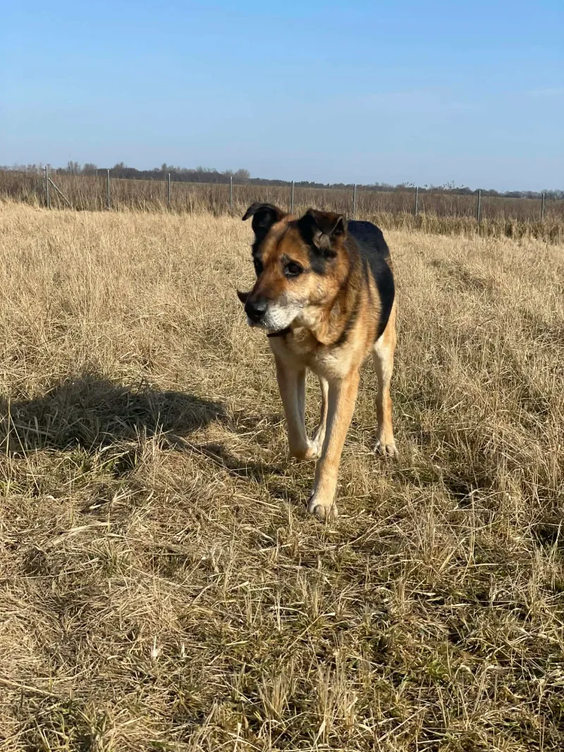 Oli