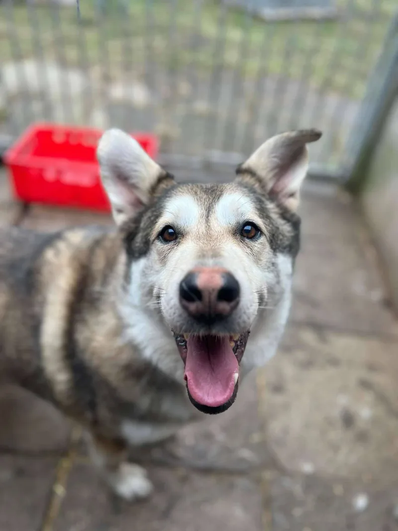 Roki