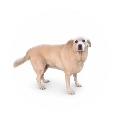 Oczko