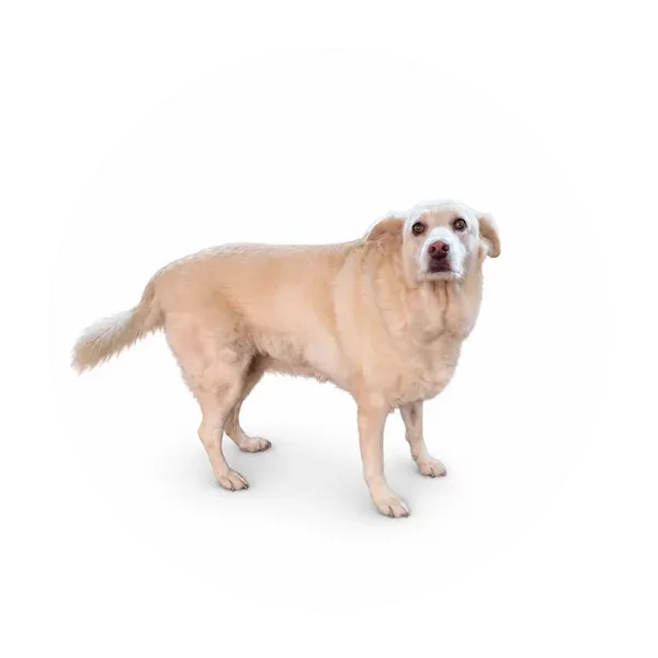 Oczko