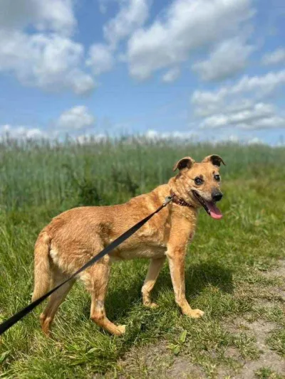 Tango