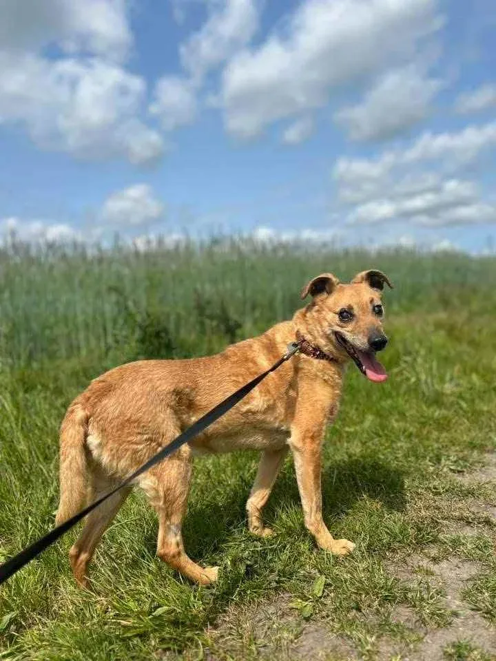 Tango