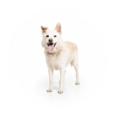 Pikuś