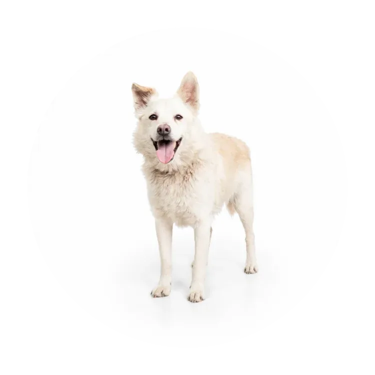Pikuś