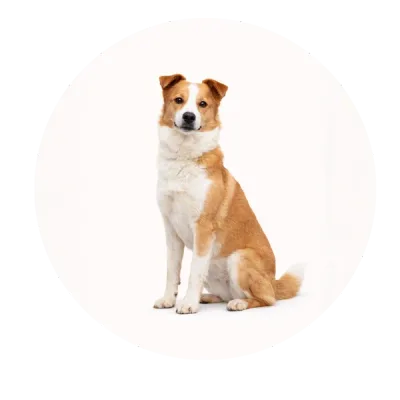 Spajki