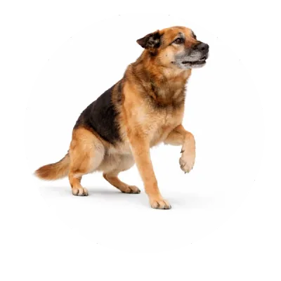 Stępień