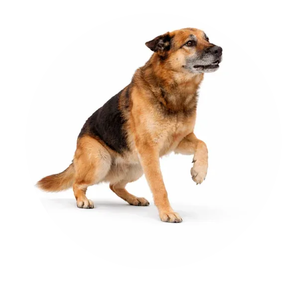 Stępień