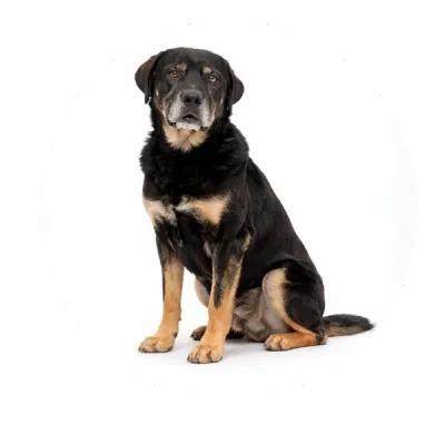 Teodor