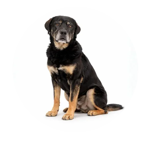 Teodor