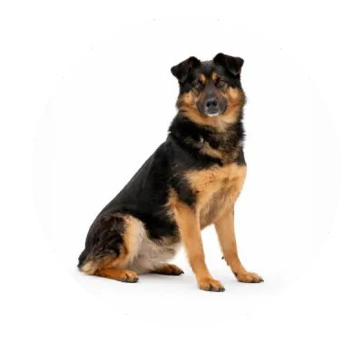 Zgrzyt