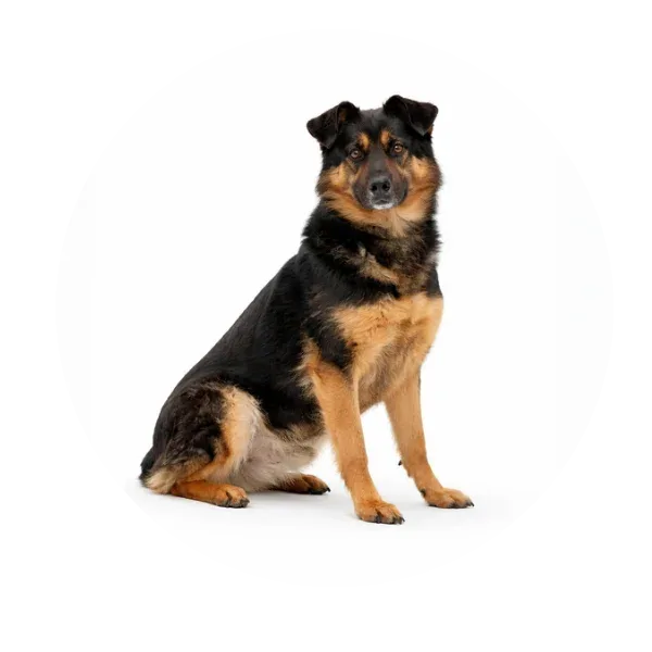 Zgrzyt