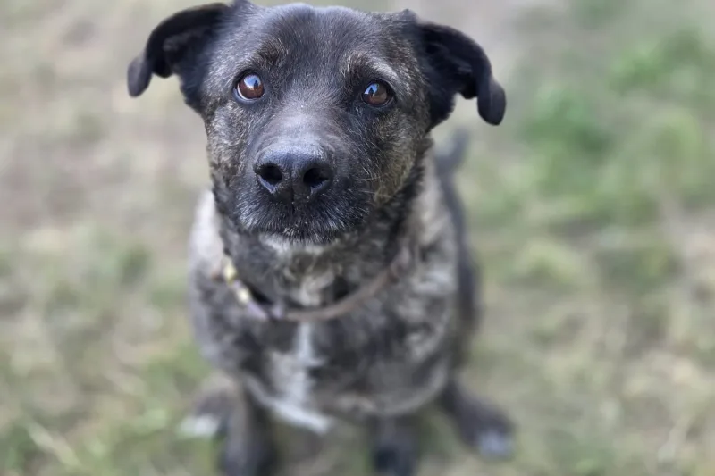 Kobi