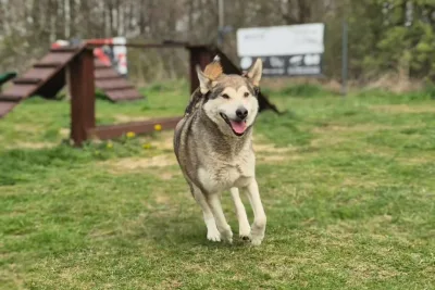 Rambo