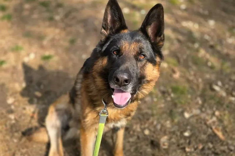 Roki