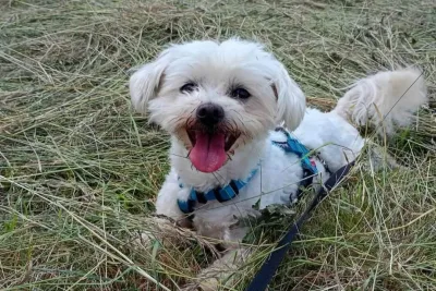 Tobi