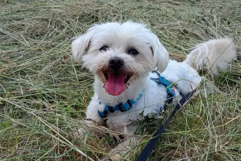 Tobi