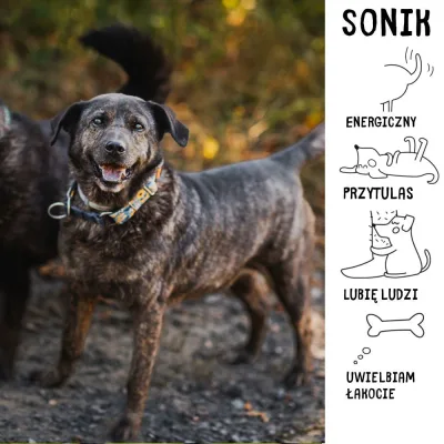 Sonik
