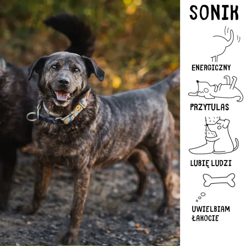 Sonik