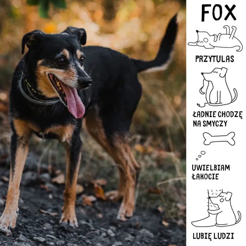Fox