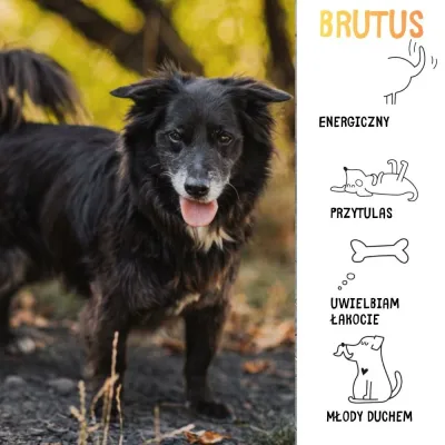 Brutus