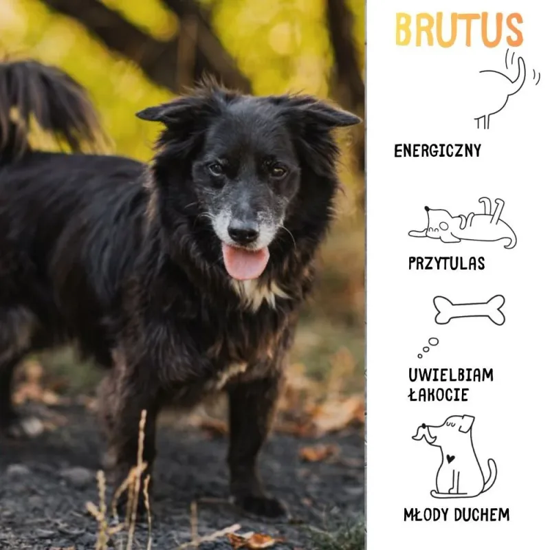 Brutus