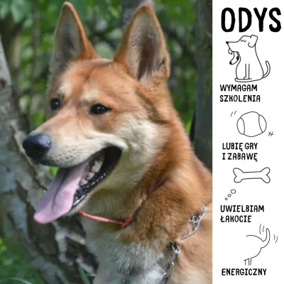 Odys