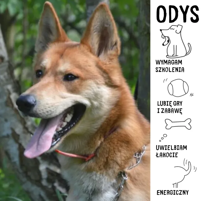 Odys