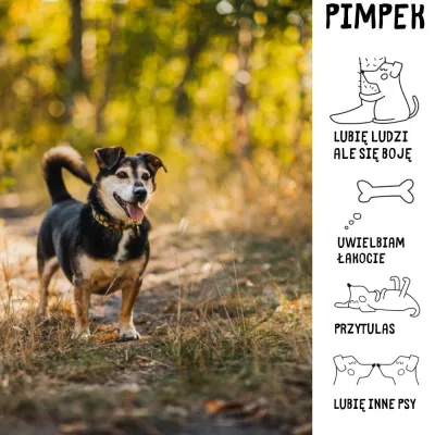Pimpek
