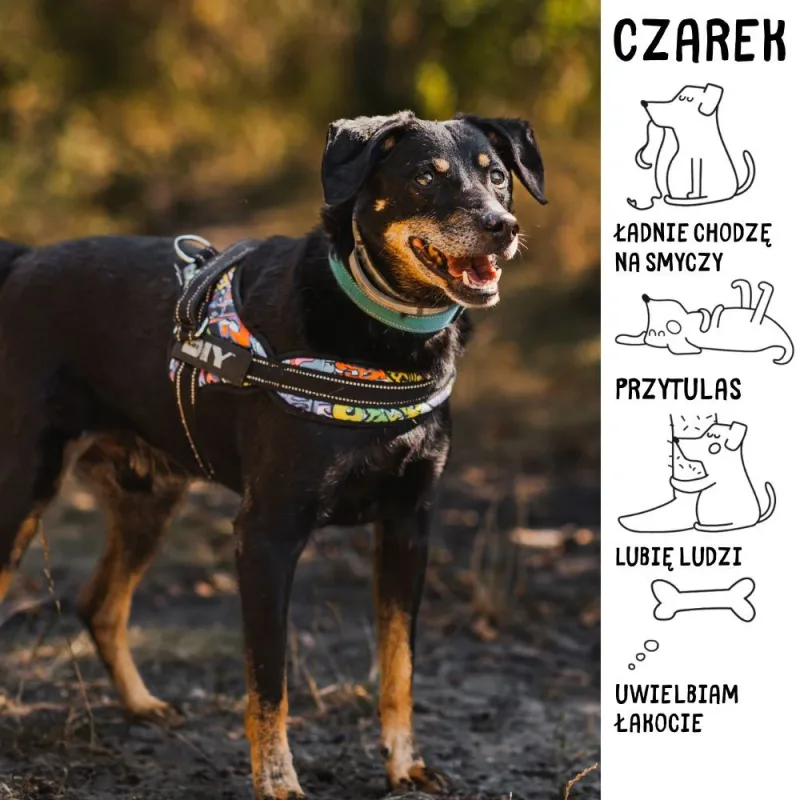 Czarek