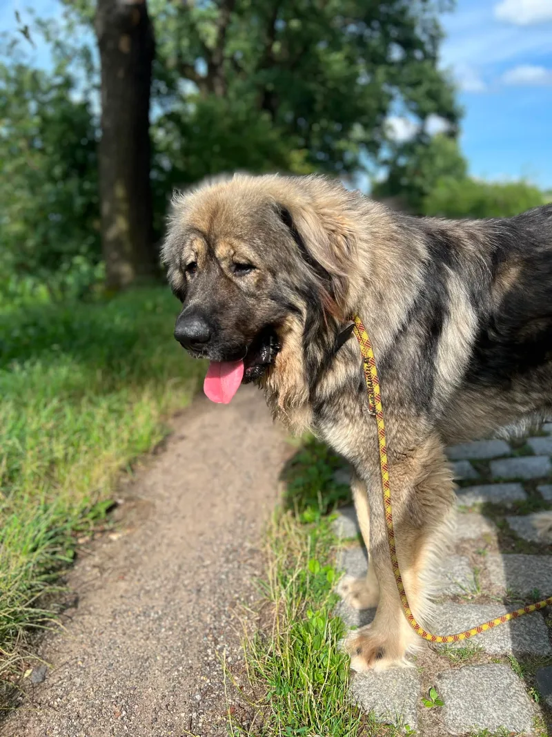 Baloo