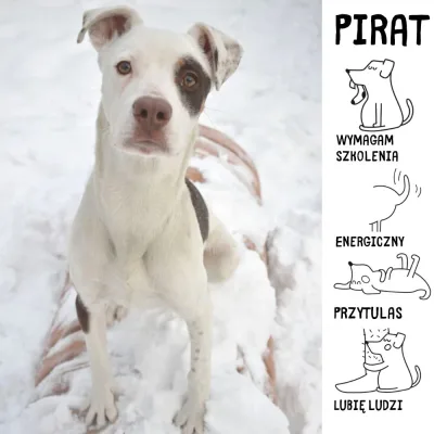 Pirat