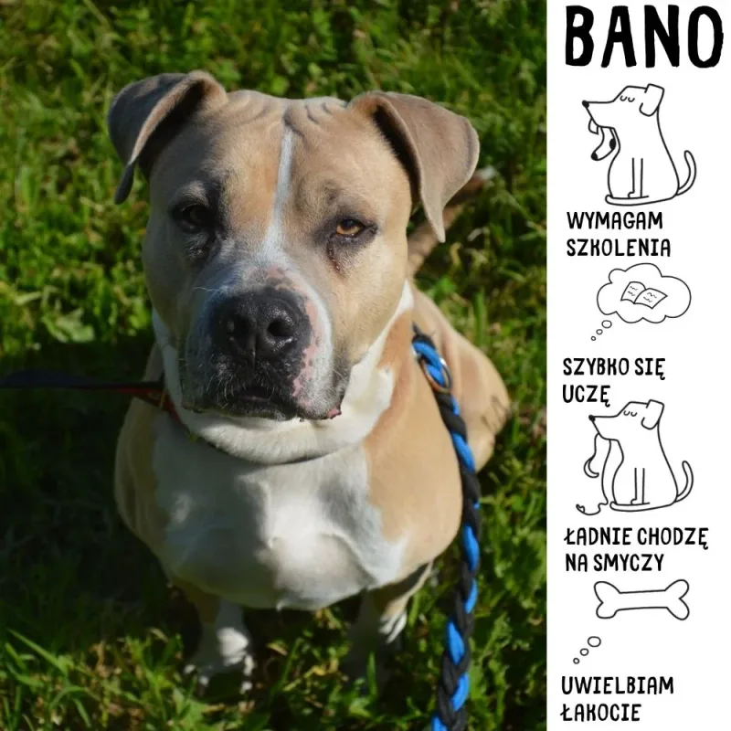 Bano