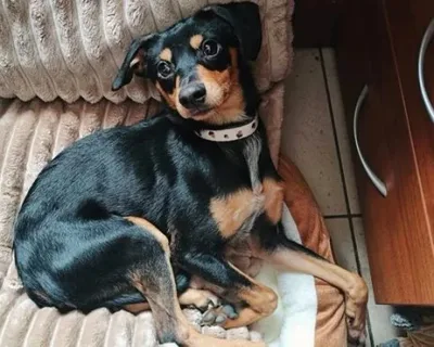Bambi