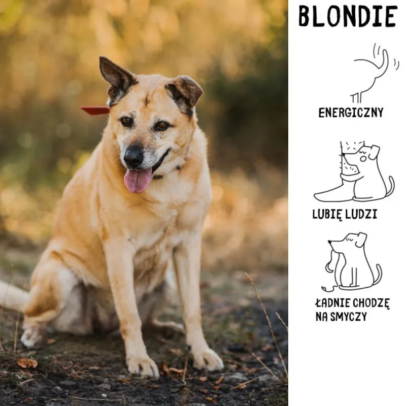 Blondie
