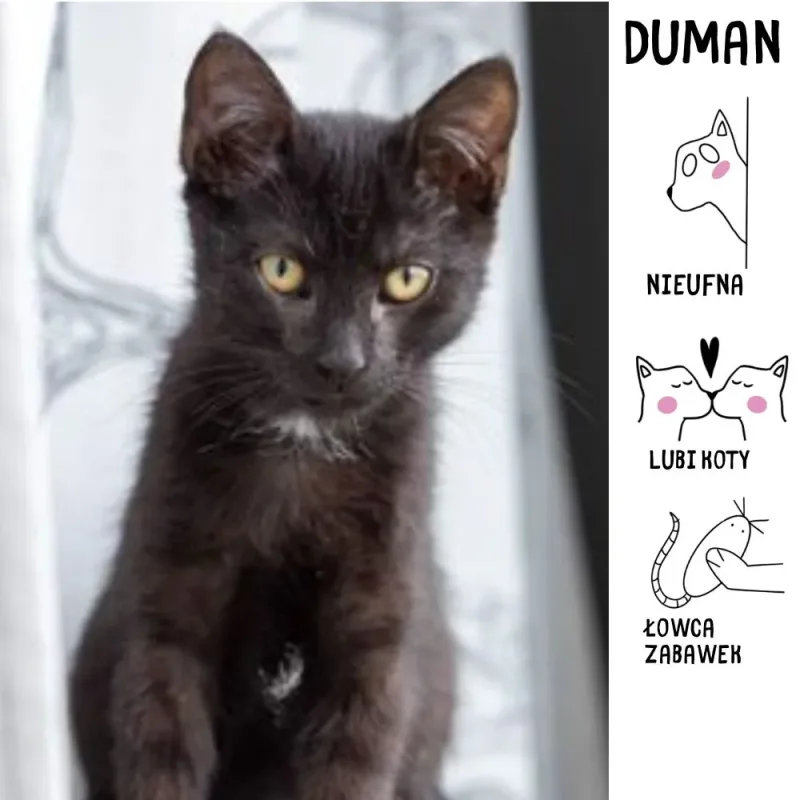 Duman